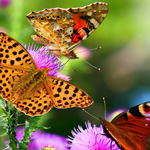 手机号轰在线轰炸免费下载